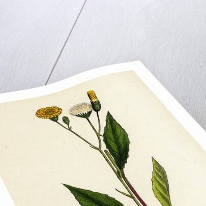 Crepis Paludosa Marsh Hawk's-Beard by Anonymous