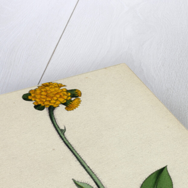 Hieracium Aurantiacum Orange Hawkweed- by Anonymous