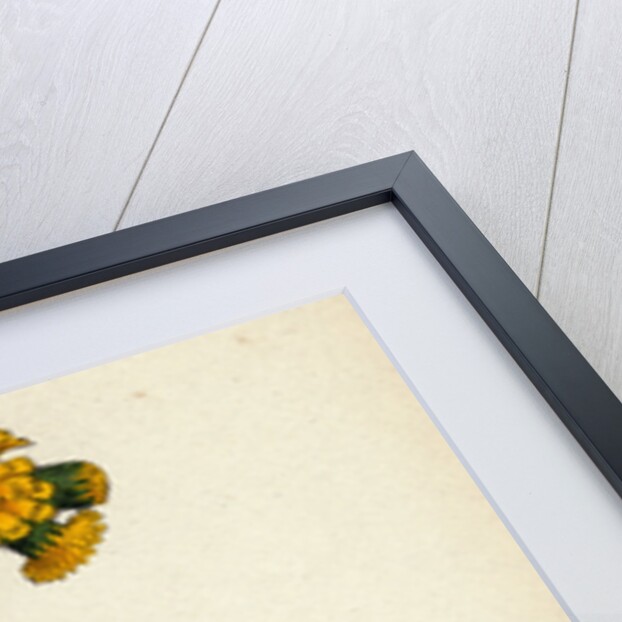 Hieracium Aurantiacum Orange Hawkweed- by Anonymous