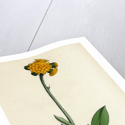 Hieracium Aurantiacum Orange Hawkweed- by Anonymous