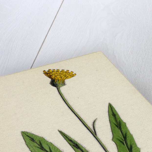 Hieracium Eximium Grey-Headed Hawkweed by Anonymous