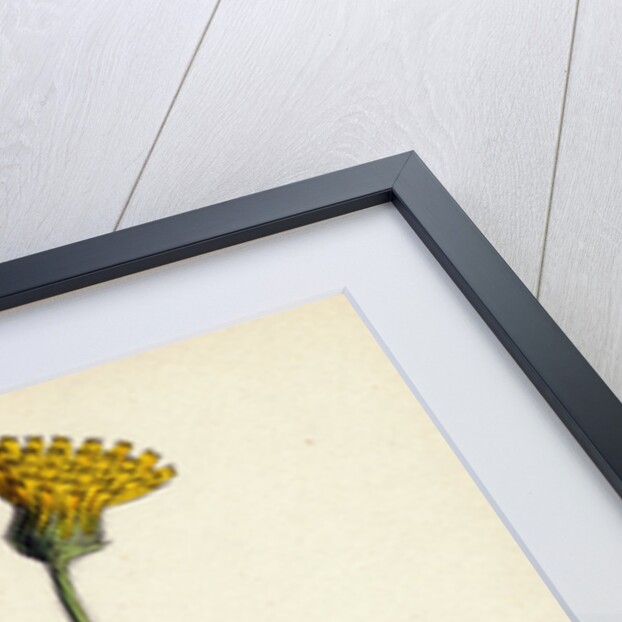 Hieracium Eximium Grey-Headed Hawkweed by Anonymous