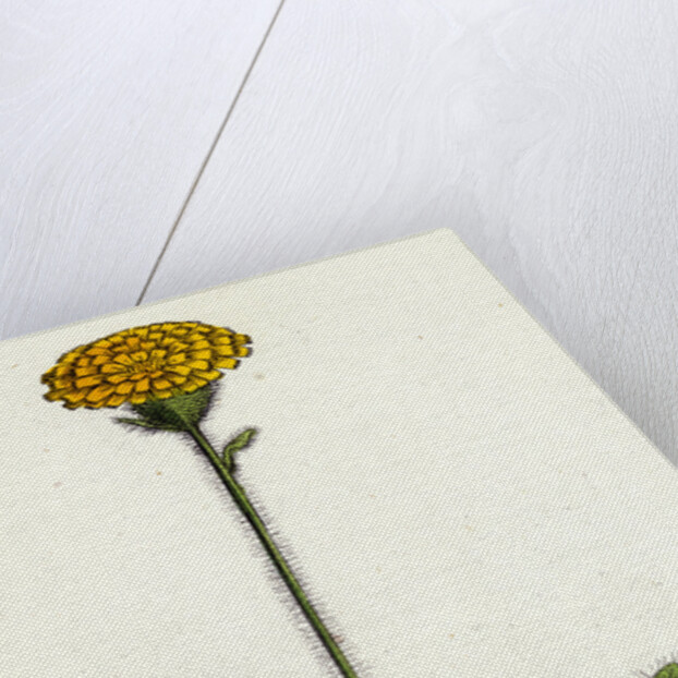 Hieracium Holosericeum Woolly-Headed Hawkweed by Anonymous