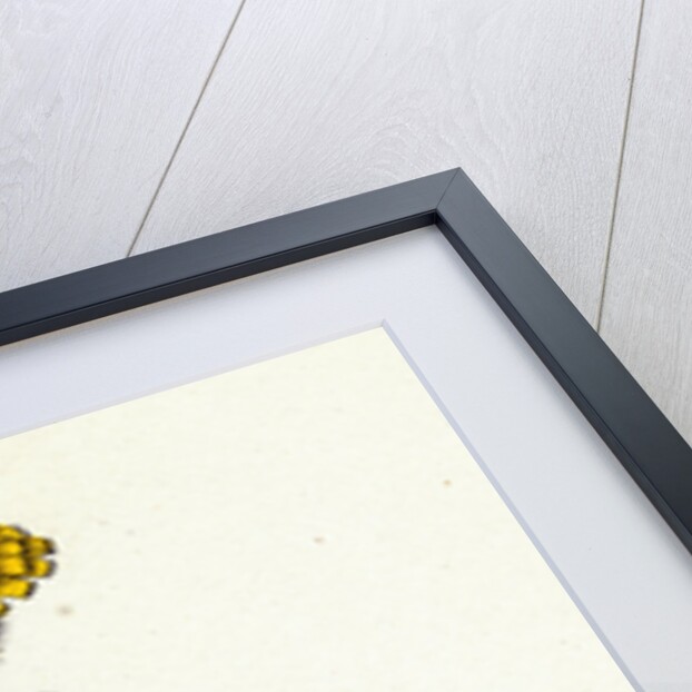 Hieracium Holosericeum Woolly-Headed Hawkweed by Anonymous