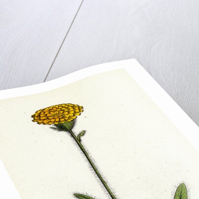 Hieracium Holosericeum Woolly-Headed Hawkweed by Anonymous