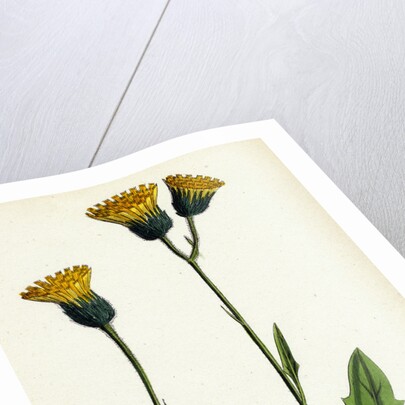 Hieracium Chrysanthum Var. Genuinum Golden-Flowered Hawkweed Var. A. by Anonymous