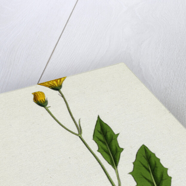 Hieracium Chrysanthum Var. Microcephalum Golden-Flowered Hawkweed Var. B. by Anonymous