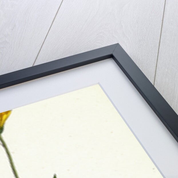 Hieracium Chrysanthum Var. Microcephalum Golden-Flowered Hawkweed Var. B. by Anonymous