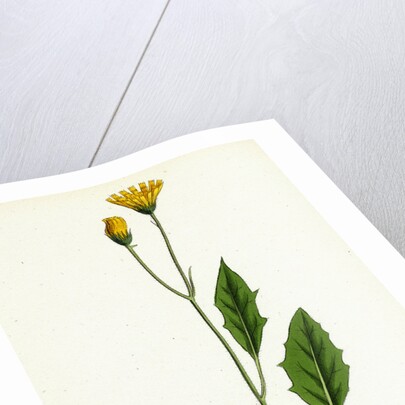 Hieracium Chrysanthum Var. Microcephalum Golden-Flowered Hawkweed Var. B. by Anonymous