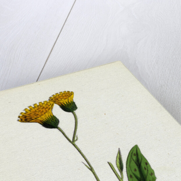 Hieracium Nigrescens Black-Headed Hawkweed by Anonymous