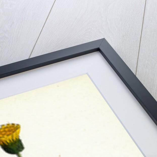 Hieracium Nigrescens Black-Headed Hawkweed by Anonymous