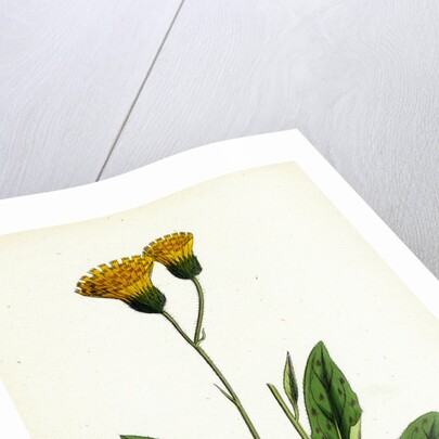 Hieracium Nigrescens Black-Headed Hawkweed by Anonymous