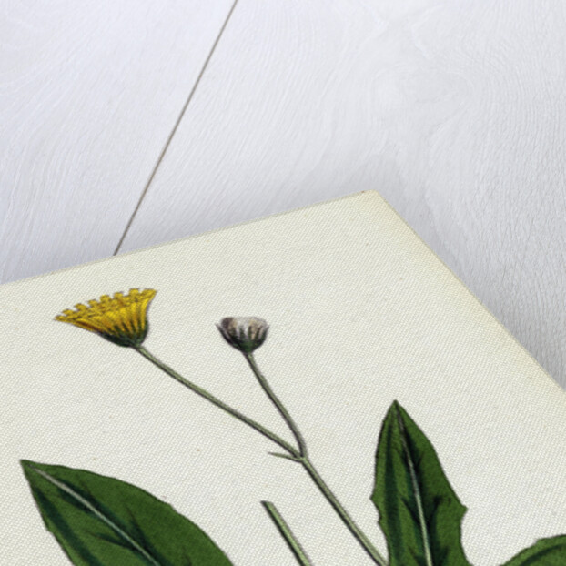 Hieracium Senescens Grey-Lingulate-Leaved Hawkweed by Anonymous