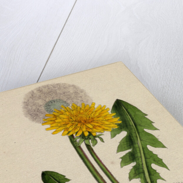 Taraxacum Officinale Var. Genuinum Common Dandelion Var. A. by Anonymous