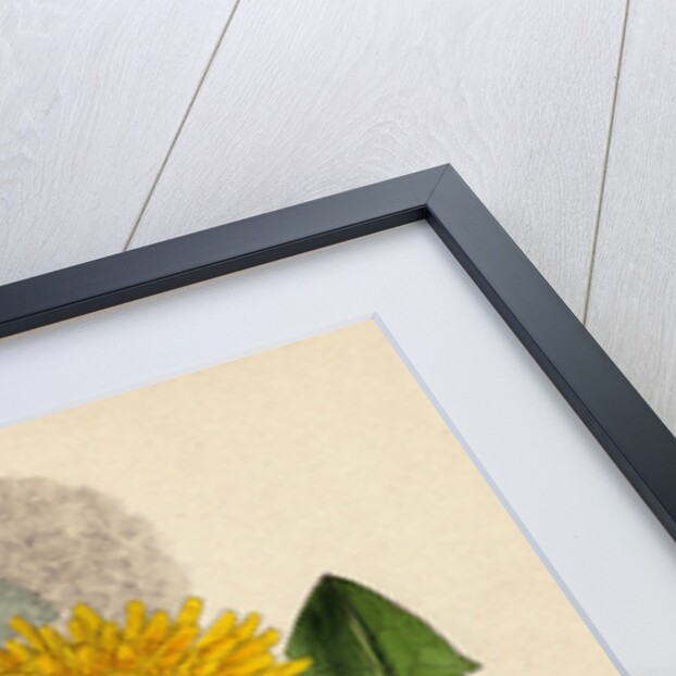 Taraxacum Officinale Var. Genuinum Common Dandelion Var. A. by Anonymous