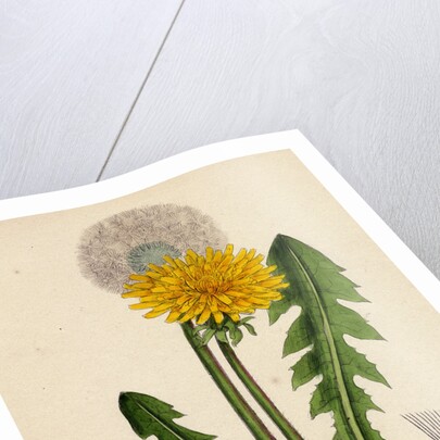 Taraxacum Officinale Var. Genuinum Common Dandelion Var. A. by Anonymous