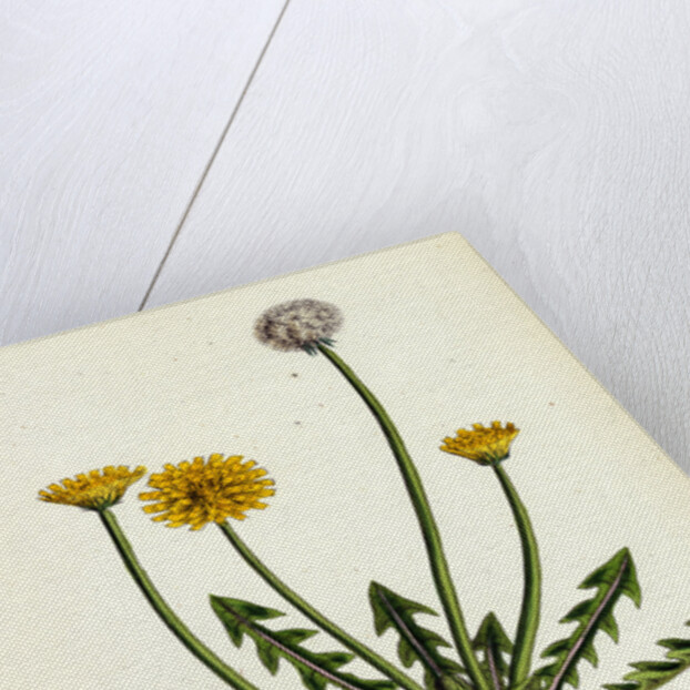 Taraxacum Officinale Var. Erythrospermum Common Dandelion Var. B. by Anonymous