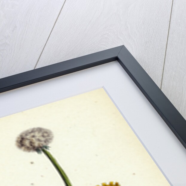 Taraxacum Officinale Var. Erythrospermum Common Dandelion Var. B. by Anonymous