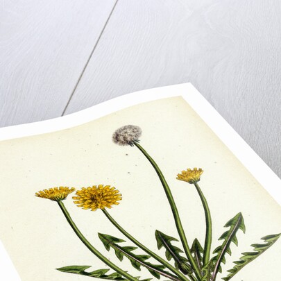 Taraxacum Officinale Var. Erythrospermum Common Dandelion Var. B. by Anonymous