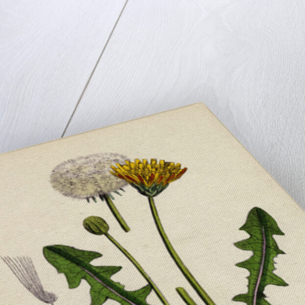 Taraxacum Officinale Var. Palustre Common Dandelion Var. D. by Anonymous