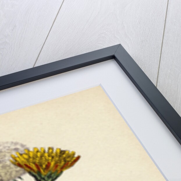 Taraxacum Officinale Var. Palustre Common Dandelion Var. D. by Anonymous