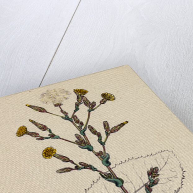 Lactuca Virosa Strong-Scented Lettuce by Anonymous