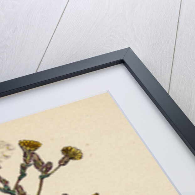 Lactuca Virosa Strong-Scented Lettuce by Anonymous