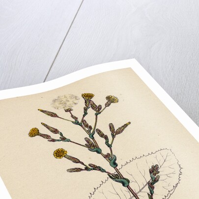 Lactuca Virosa Strong-Scented Lettuce by Anonymous