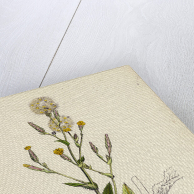 Lactuca Scariola Prickly Lettuce by Anonymous