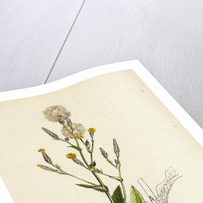 Lactuca Scariola Prickly Lettuce by Anonymous