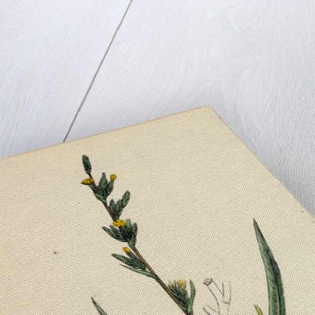 Lactuca Saligna Least Lettuce by Anonymous