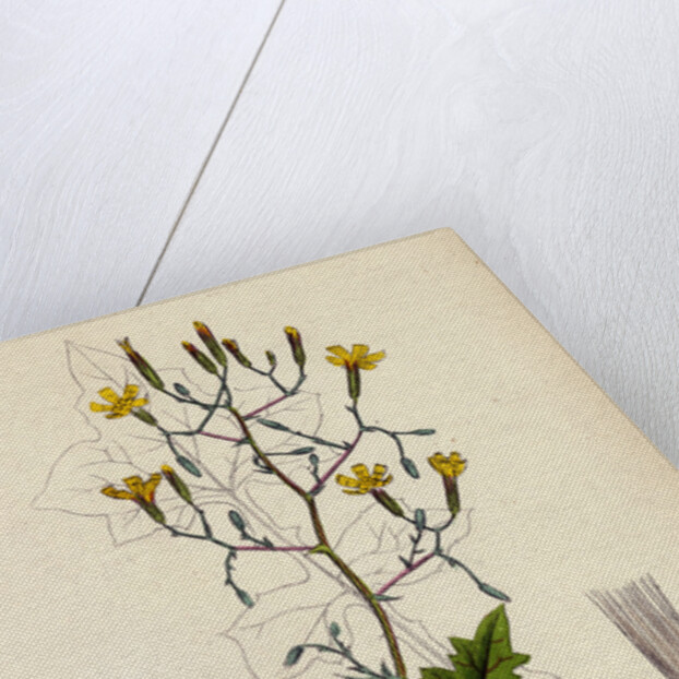 Lactuca Muralis Ivy-Leaved Lettuce by Anonymous