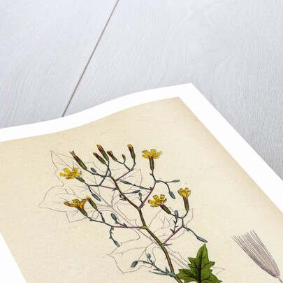 Lactuca Muralis Ivy-Leaved Lettuce by Anonymous