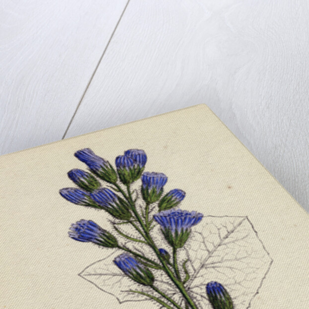 Mulgedium Alpinum Blue Sow-Thistle by Anonymous