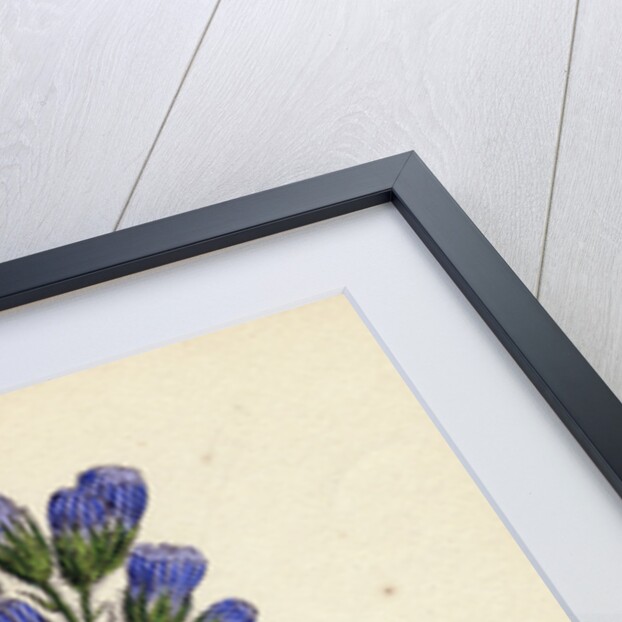 Mulgedium Alpinum Blue Sow-Thistle by Anonymous