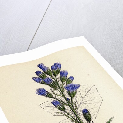 Mulgedium Alpinum Blue Sow-Thistle by Anonymous