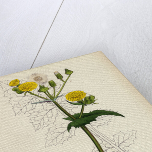 Sonchus Oleraceus Smooth Sow-Thistle by Anonymous