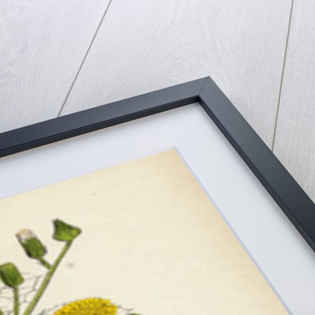 Sonchus Oleraceus Smooth Sow-Thistle by Anonymous