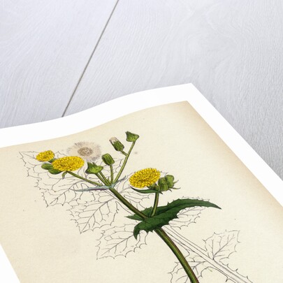 Sonchus Oleraceus Smooth Sow-Thistle by Anonymous