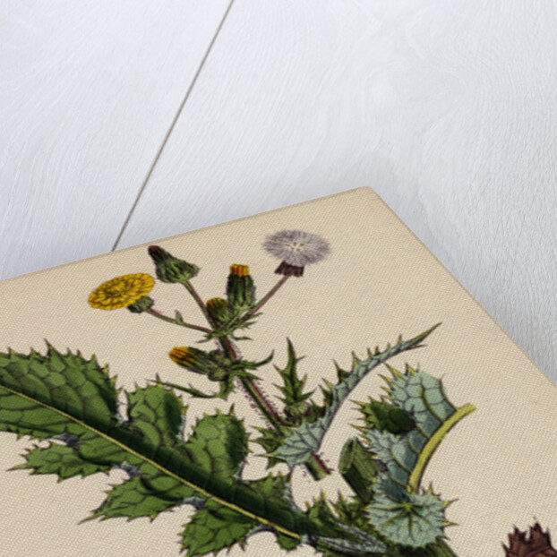 Sonchus Asper Rough Sow-Thistle Form with Pinnatifid Leaves by Anonymous