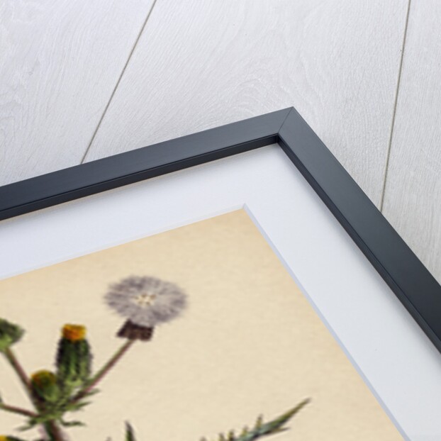 Sonchus Asper Rough Sow-Thistle Form with Pinnatifid Leaves by Anonymous