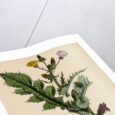 Sonchus Asper Rough Sow-Thistle Form with Pinnatifid Leaves by Anonymous