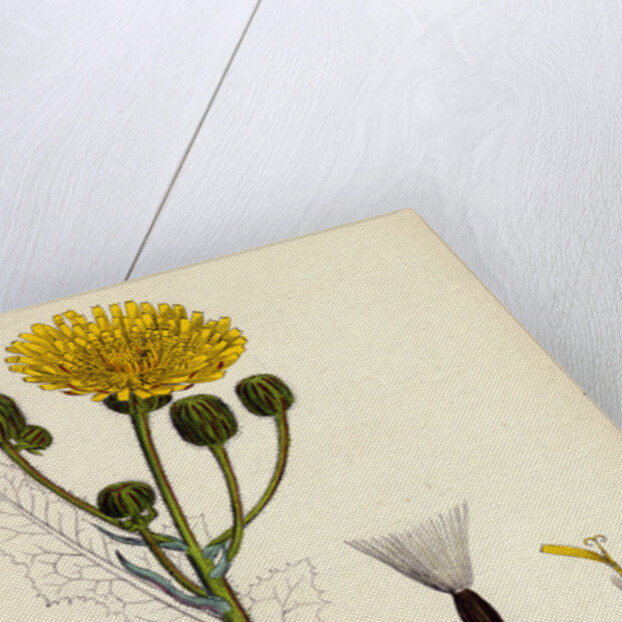 Sonchus Arvensis Corn Sow-Thistle by Anonymous