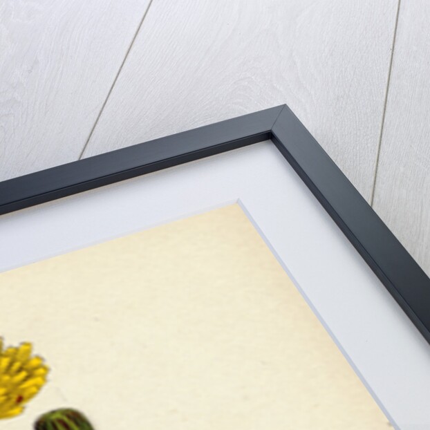 Sonchus Arvensis Corn Sow-Thistle by Anonymous