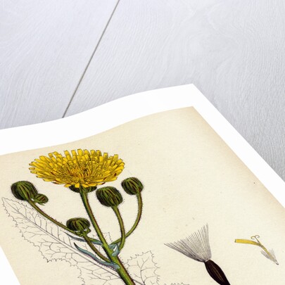 Sonchus Arvensis Corn Sow-Thistle by Anonymous