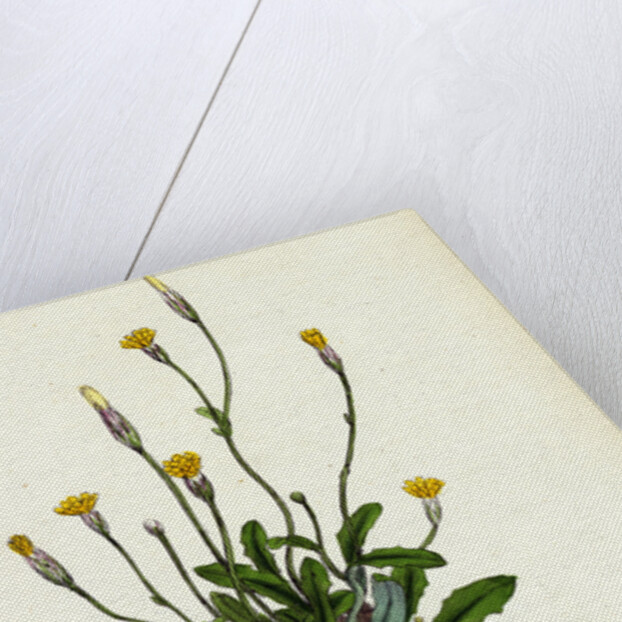 Hypochoeris Glabra Smooth Cat's-Ear by Anonymous