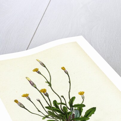 Hypochoeris Glabra Smooth Cat's-Ear by Anonymous