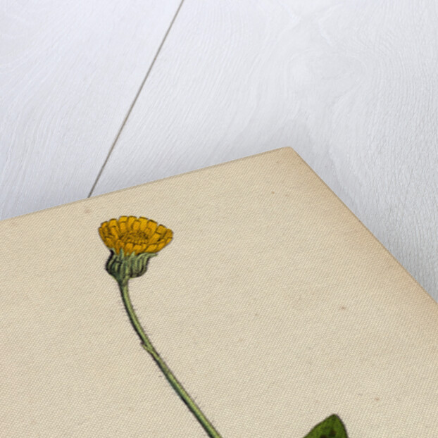 Hypochoeris Maculata Spotted Cat's-Ear by Anonymous