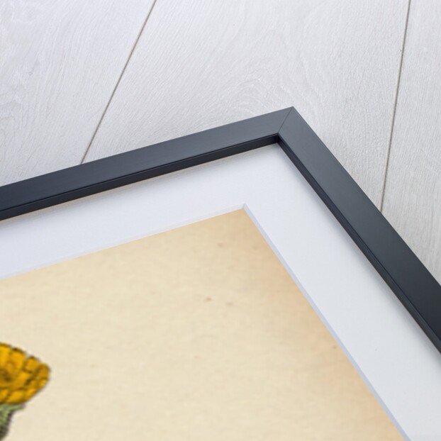 Hypochoeris Maculata Spotted Cat's-Ear by Anonymous