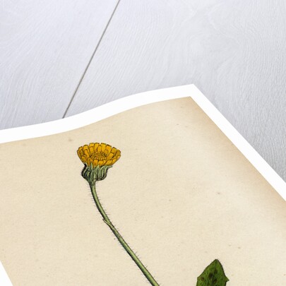 Hypochoeris Maculata Spotted Cat's-Ear by Anonymous